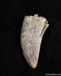 Nice Dromaeosaur/Raptor Tooth From Montana #1498-1